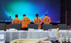 Polisi Bongkar Perdagangan Gading Gajah via Medsos TikTok hingga Facebook