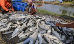 Hilirisasi Perikanan Berau Belum Optimal