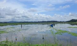 50 Hektar Persawahan di Samarinda Terendam Banjir