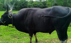 Nunukan Dapat Bantuan Sapi Kurban Presiden Prabowo Seberat 830 Kilogram