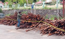 Polres Nunukan Amankan 800 Batang Kayu Merah