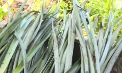 Limbah Daun Nanas Bisa Diolah Jadi Bahan Baku Industri