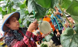 Pertanian Inovatif, SMK-SPP Negeri Samarinda Sudah Bisa Jadi Role Model
