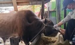 Kaltim Terima 13 Sapi Kurban Bantuan Presiden Prabowo, Dua Buat di IKN