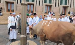 Daging Kurban 21 Sapi dari Pemprov Kaltim akan Dibagikan Merata Kepada yang Berhak