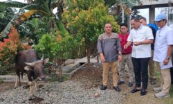 DPD Gerindra Kaltim Kurban 5 Ekor Sapi, Bantu Masyarakat Muslim dan Non Muslim
