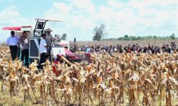 Presiden Panen Raya Jagung Seluas 344 Ribu Hektare