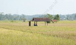 Produksi Padi di Kaltim Periode Januari – April 2025 Diprakirakan 110.480 Ton GKG