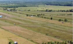 Luas Panen Padi di Kaltim Tahun 2024 Naik 10.44 Persen Dibandingkan Tahun 2023