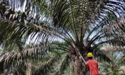 Masyarakat Panen Paksa Sawit di Kebun PT SKP Seluas 18.616 Hektar di Kutai Kartanegera