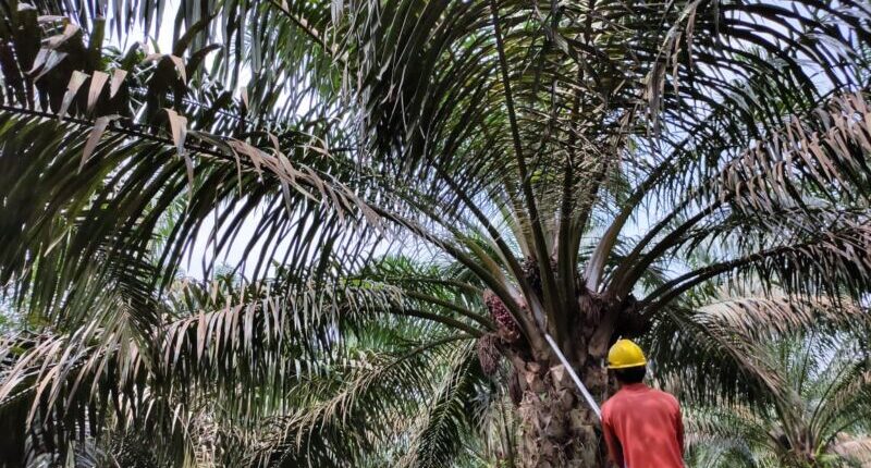 Perusahaan yang Berusaha di Sektor Pertanian Berkurang 220 Unit Usaha
