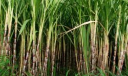 Tebu jadi Tanaman Prioritas
