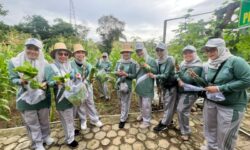 Kebun PKK Kaltim Panen Perdana Sayuran Segar dan Bergizi