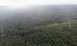 Perambah Hutan untuk Kebun Sawit, Polda Riau Ringkus Dua Orang di Rokan Hulu