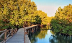 Anggota Komisi IV DPR RI Sorot Kawasan Hutan Mangrove Bontang Tinggal 18.000 Hektar