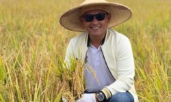 Wagub Kaltim Panen Raya Padi di Lahan Pascatambang PT Kitadin