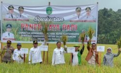 Hasil Panen di Kukar Memuaskan, Seno Aji: Kaltim Swasembada Beras di 2026