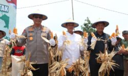 Dihadiri Kapolda Kaltara, Tarakan Panen Raya 83 Ton Jagung