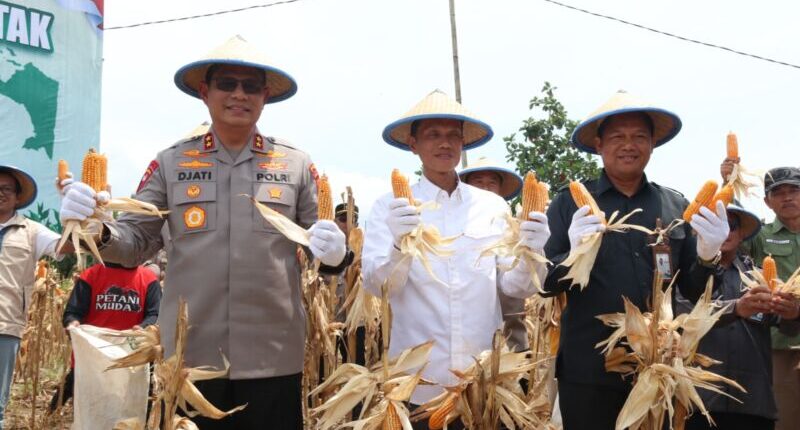 Dihadiri Kapolda Kaltara, Tarakan Panen Raya 83 Ton Jagung