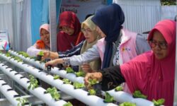 Dorong Kemandirian Pangan, Srikandi PLN UID Kaltimra Hadirkan Kebun Gizi Lansia di Samarinda