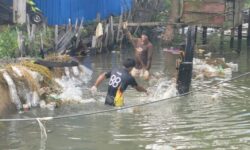 Pekerja Rumput Laut di Nunukan Berhasil Diselamatkan Warga dari Terkaman Buaya