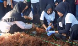 Meriahkan HUT ke-26 Nunukan, 64 Kelompok Tani Ramaikan Lomba Mabettang