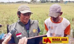 Petani Nunukan Keluhkan APMS Tolak Jual Solar Subsidi untuk Hand Tractor