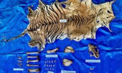 Polisi Tangkap Perdagang Kulit Harimau di Aceh