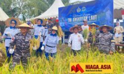 Danlanal Nunukan Panen Padi di Lahan Seluas 3,5 Hektar