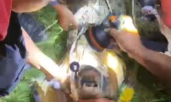 Buaya Gigit Kaki Buruh Harian Lepas Pelabuhan Nunukan