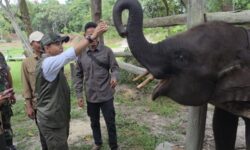 Restorasi Tesso Nilo untuk Memastikan Habitat Gajah Tidak Terganggu