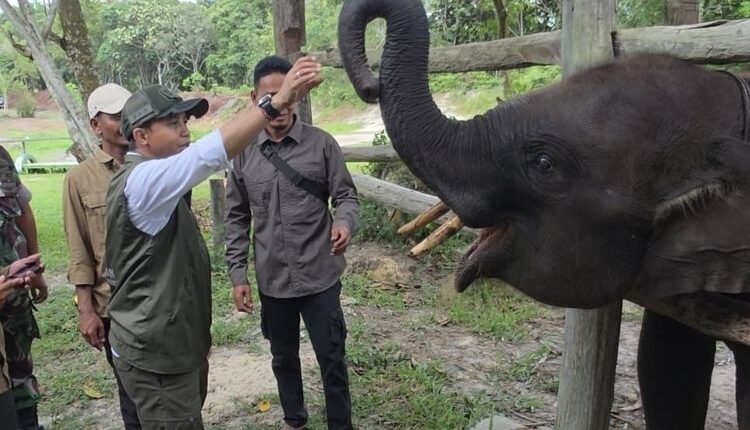 Restorasi Tesso Nilo untuk Memastikan Habitat Gajah Tidak Terganggu