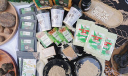 Mendag Dorong Hilirisasi, Nilai Ekspor Gambir Sumbar Periode Januari – September 2025 USD34,2 Juta