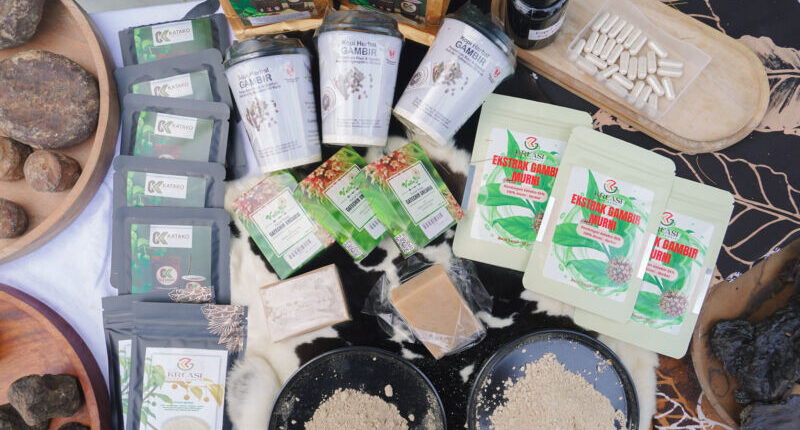 Mendag Dorong Hilirisasi, Nilai Ekspor Gambir Sumbar Periode Januari – September 2025 USD34,2 Juta