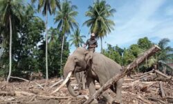 Empat Gajah Dukung Pemulihan Pasca Banjir di Pidie Jaya