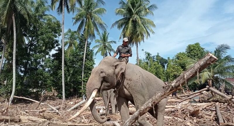 Empat Gajah Dukung Pemulihan Pasca Banjir di Pidie Jaya