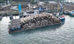 Berkas Perkara Illegal Logging di Mentawai Siap Dilimpahkan ke Pengadilan