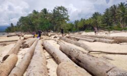 Kayu di Pantai Barat Lampung Milik PT Minas Pagai Lumber