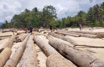 Kayu di Pantai Barat Lampung Milik PT Minas Pagai Lumber