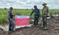 Musnahkan 98,8 Hektare Kebun Sawit Ilegal Dalam Kawasan Konservasi TN Berbak Sembilang