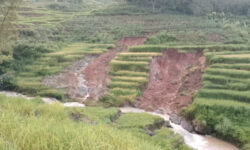 Total Luas Sawah Rusak 70 Ribu Hektar