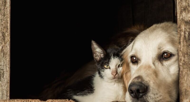 Bukan Untuk Dimakan, Setop Perdagangan Daging Kucing dan Anjing