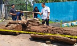Ilegal Logging di Gunung Ciremai, 5 Orang Ditangkapi