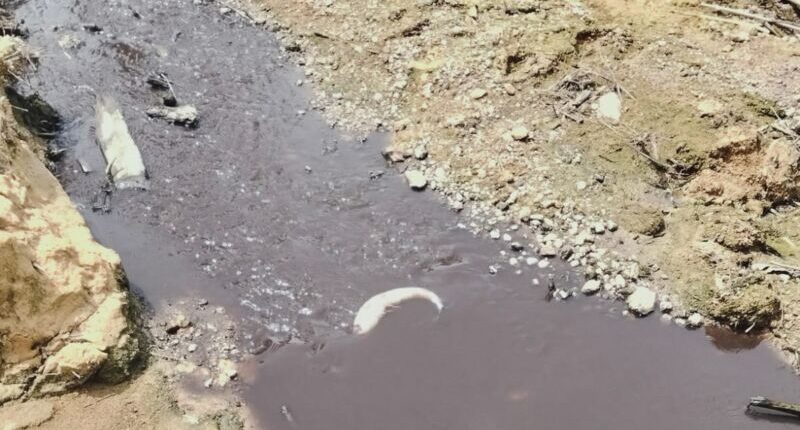 Limpah Pabrik Sawit PT BHP Nunukan Diduga Cemari Sungai Tujung Sembakung