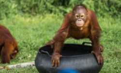 BOS Foundation dan Lamin Etam Ambors Jadi Daya Tarik Wisata Edukasi Samboja Barat