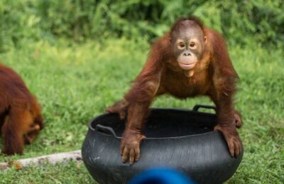 BOS Foundation dan Lamin Etam Ambors Jadi Daya Tarik Wisata Edukasi Samboja Barat