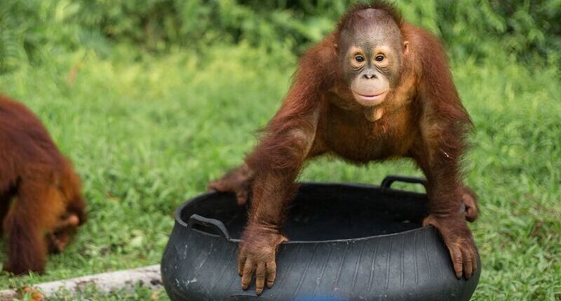 BOS Foundation dan Lamin Etam Ambors Jadi Daya Tarik Wisata Edukasi Samboja Barat