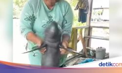 Geger Video “Pesut Mahakam”, DKP Kukar Pastikan Lokasi Kejadian Bukan di Sungai Mahakam
