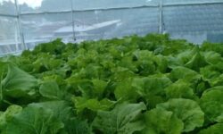 Kondisi Ekonomi Usaha Pertanian Perorangan di Kaltim Berada pada Kategori “Sama Saja”