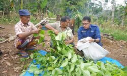Hilirisasi Produk Gambir